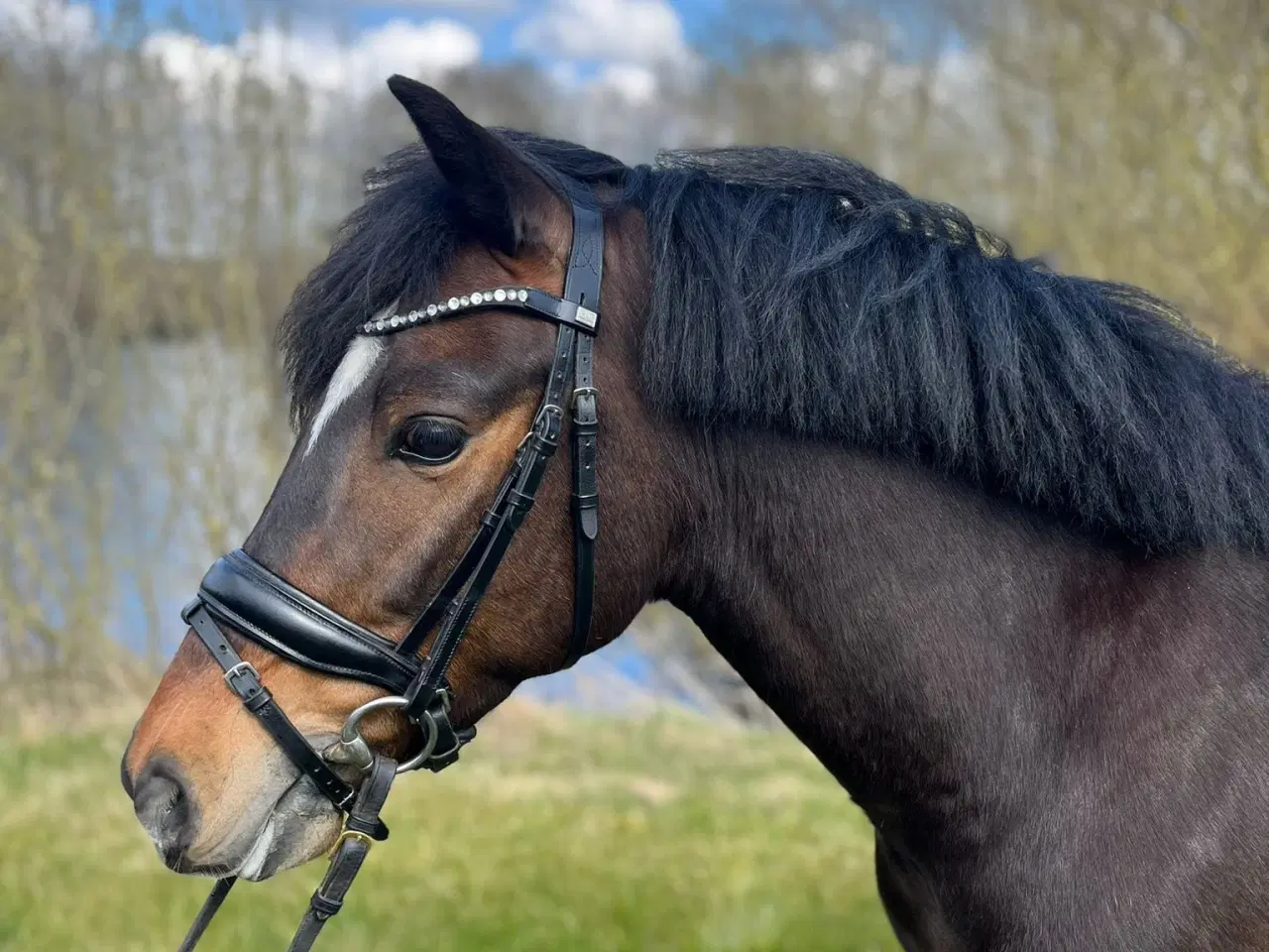Billede 3 - Allround 2’er pony søger sin nye familie 