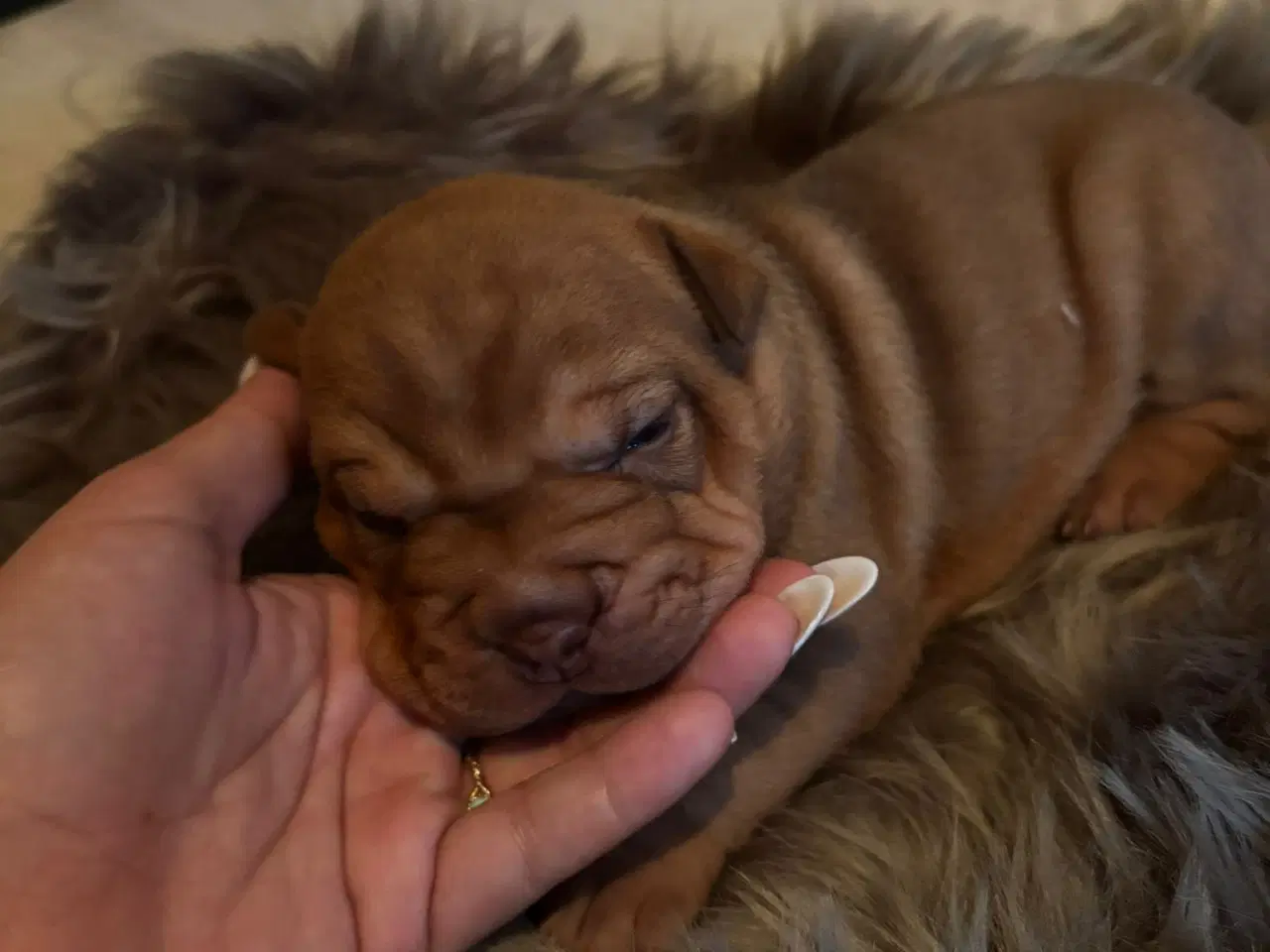 Billede 10 - Smukke Old English Bulldog Mix Hvalpe til salg! 🐾