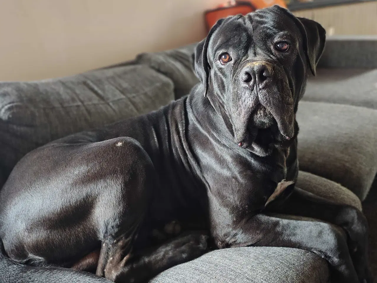 Billede 1 - Hanhund 