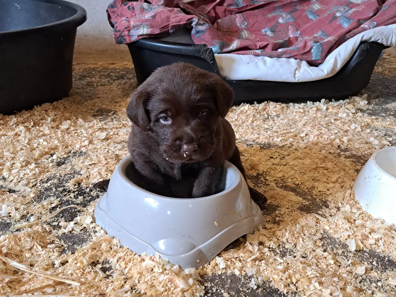 Billede 5 - Labrador retriever, Brun med stamtavle 