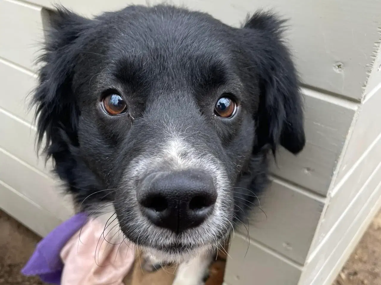 Billede 2 - Vax søger en familie❤️