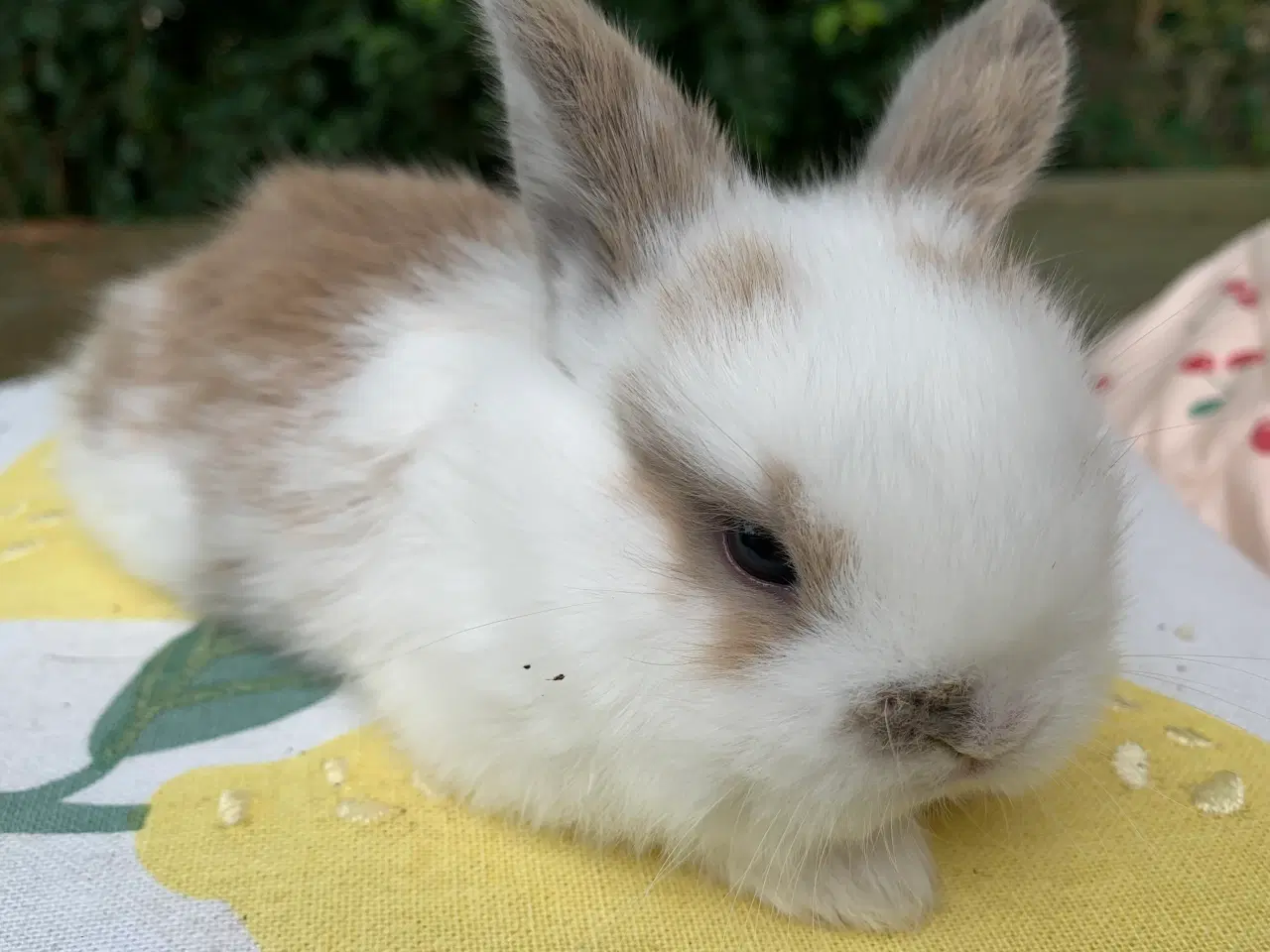 Billede 5 - Mini lop baby 