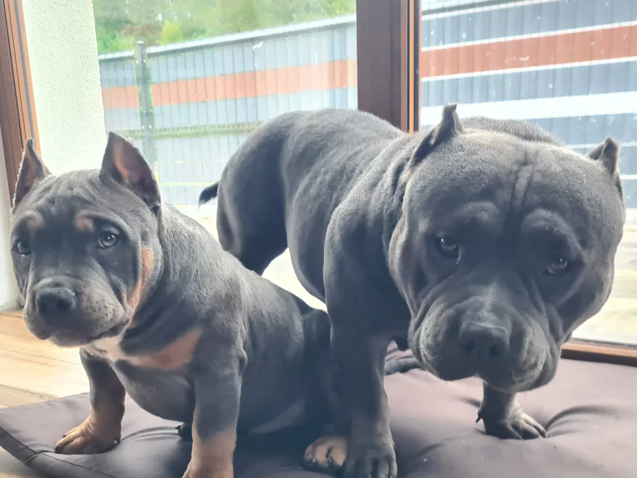 Billede 5 - American Bully Tilbage Dreng BigDogsRomania