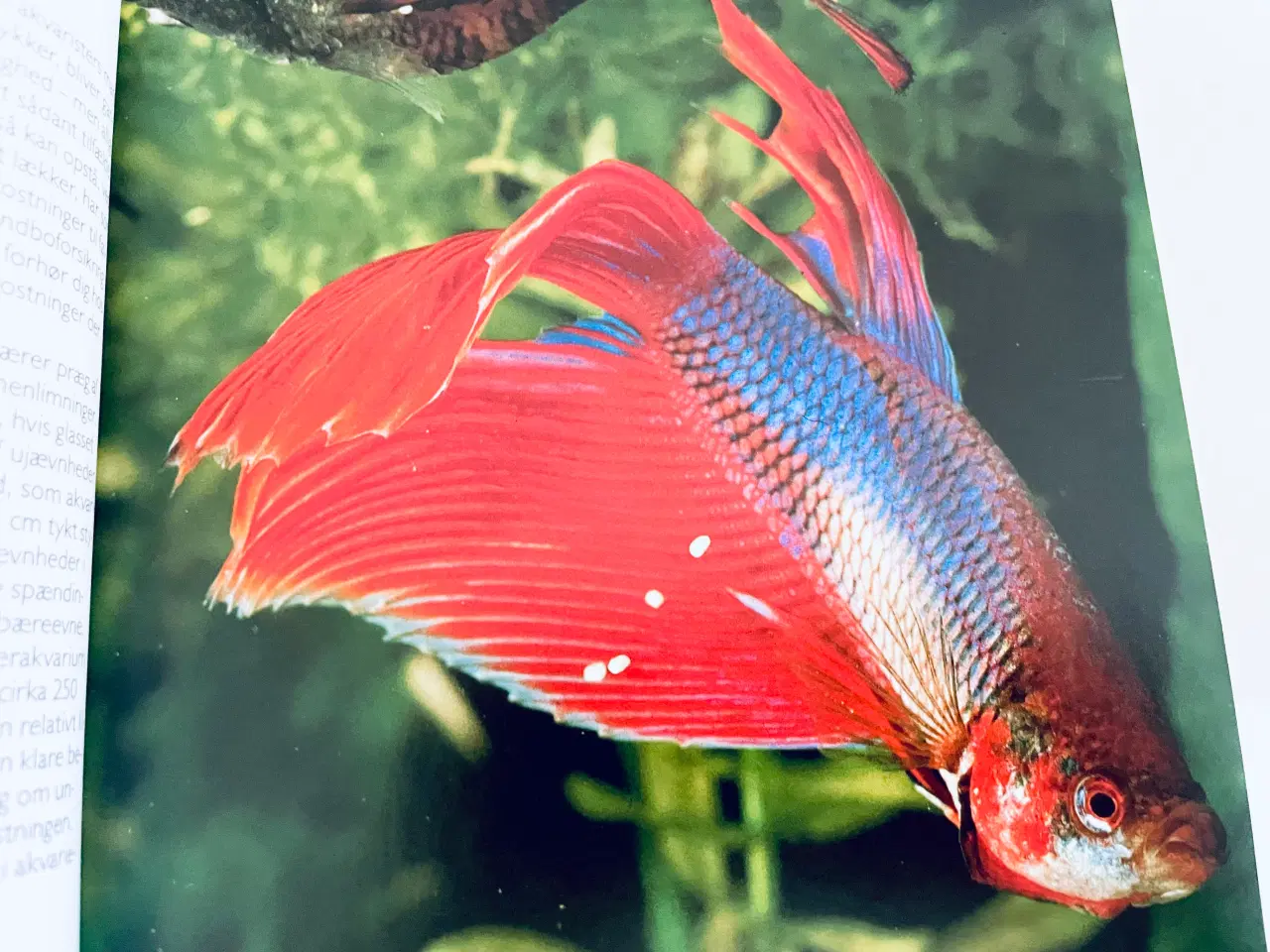Billede 2 - Akvariefisk / akvarie håndbogen