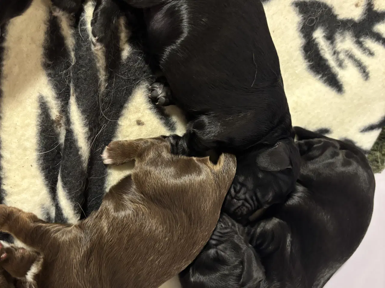 Billede 8 - Smukke Cockerhvalpe