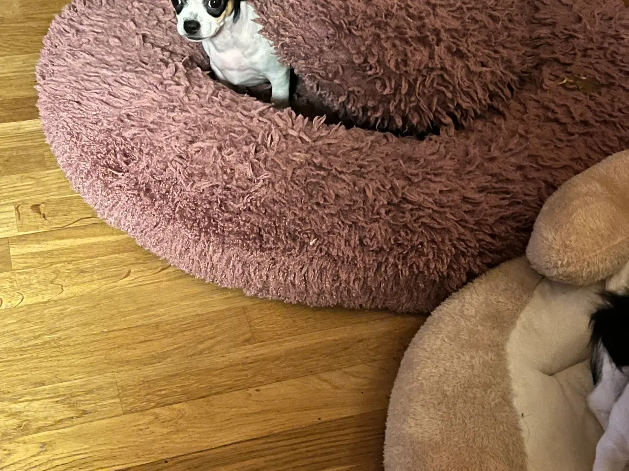 Billede 4 - Chihauhau mix hanhvalp, sælges.