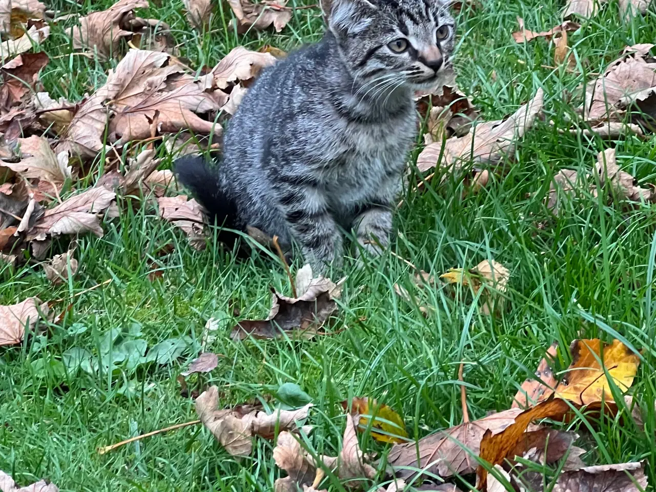 Billede 5 - To han killinger