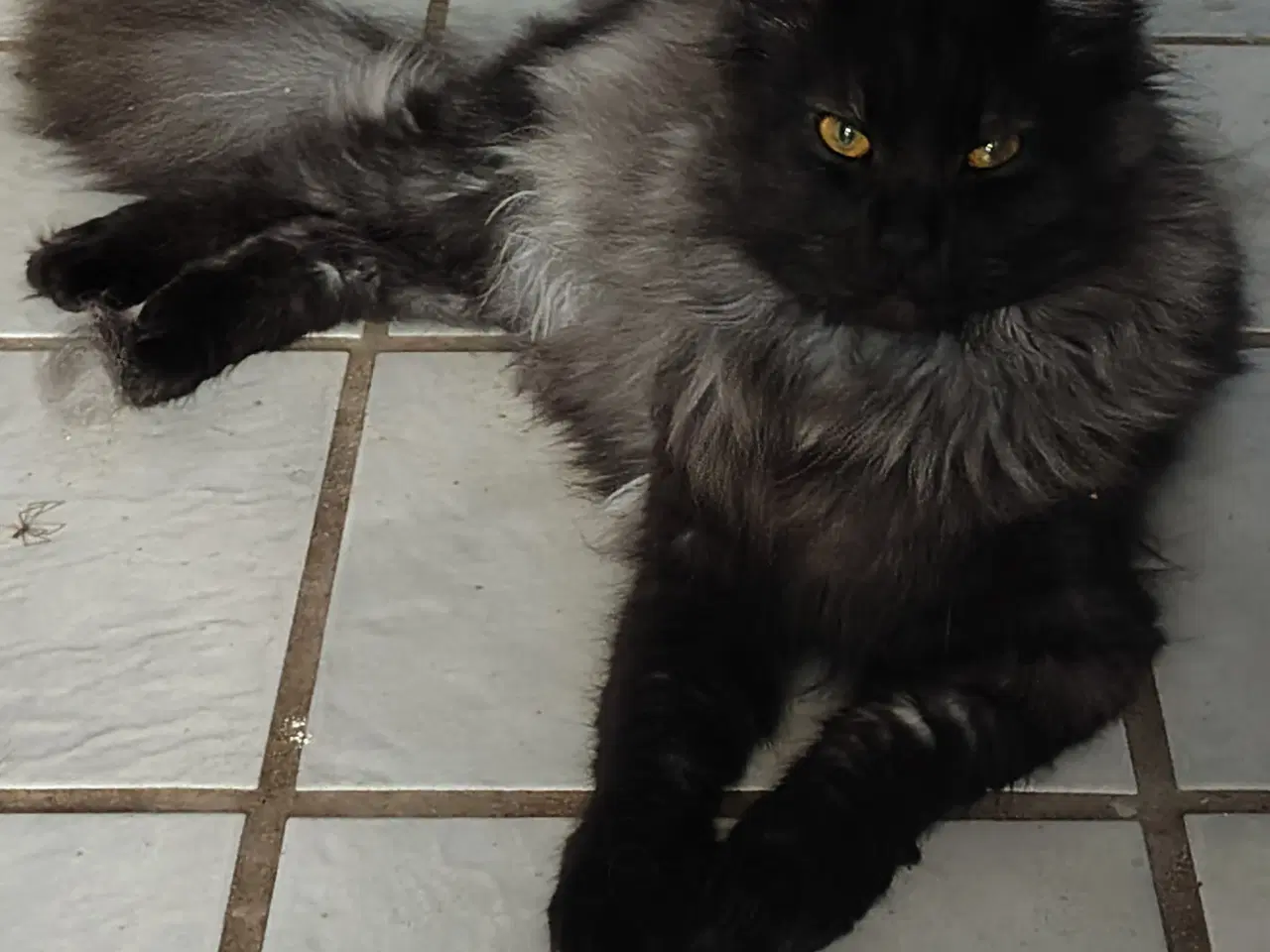 Billede 1 - Dexter tilbyder Parring