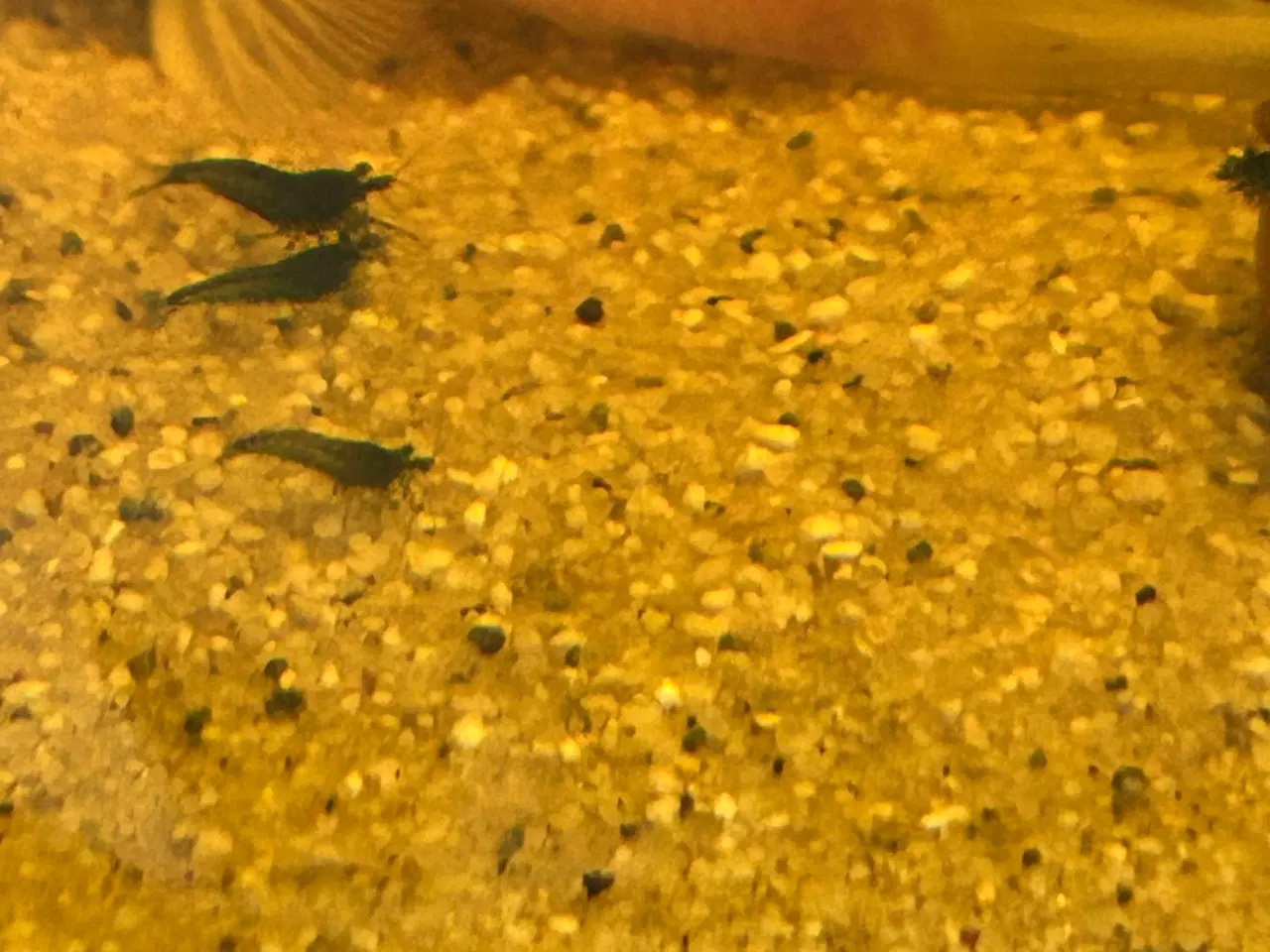 Billede 2 - 🦐💎 Blue Diamond reje– kraftig blå farve | GLS