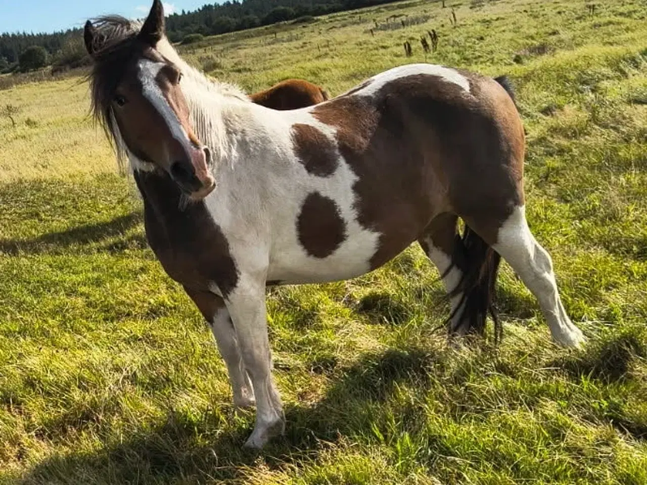 Billede 2 - 3 års vallak, ca. 135 i stang