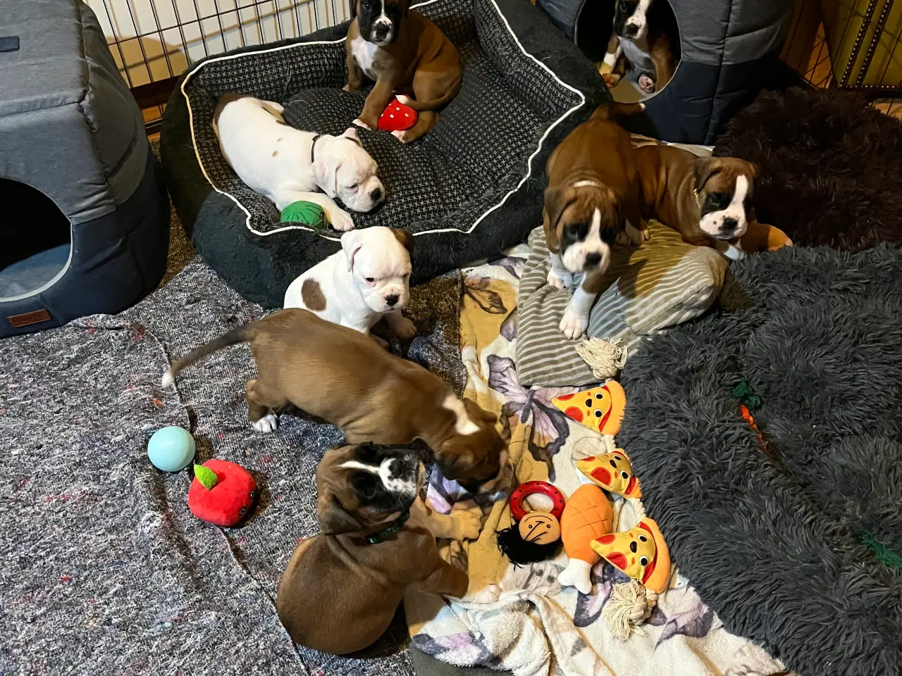 Billede 16 - Skønneste Boxerhvalpe søger nyt hjem