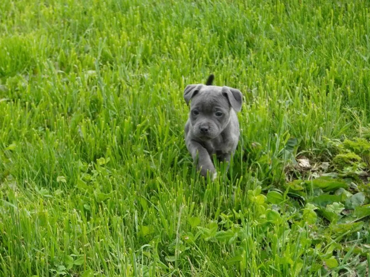 Billede 11 - Engelsk staffordshire bullterrier