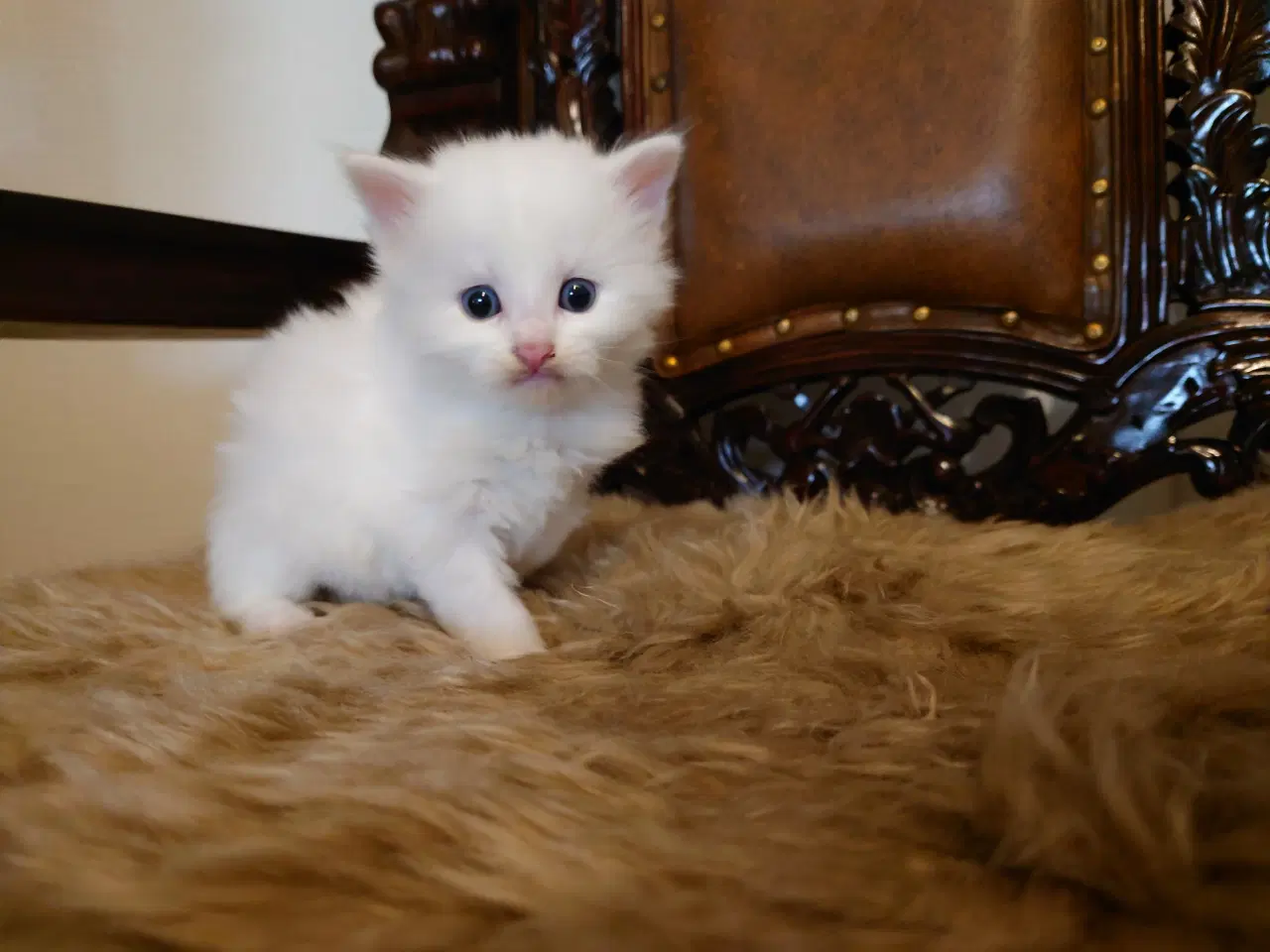 Billede 5 - Maine coon killinger Far med tavle