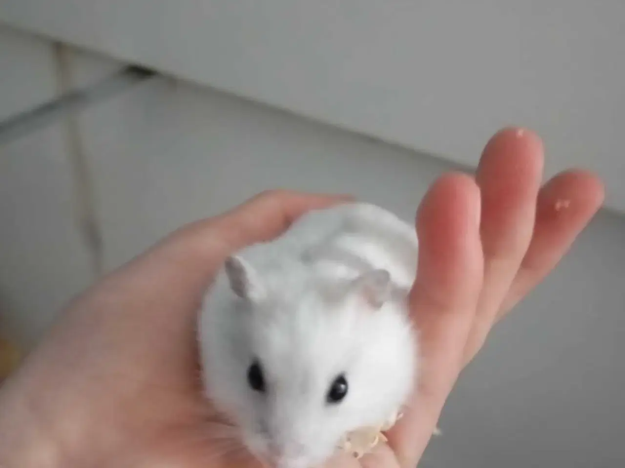 Billede 5 - DværgHamster