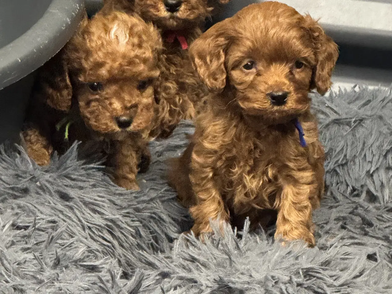 Billede 7 - Skønne Cavapoo hvalpe i det nye år 🎉