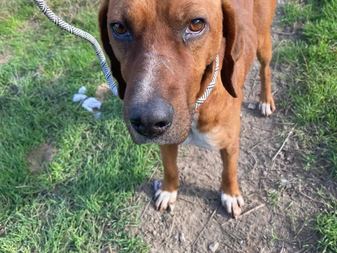 Billede 5 - Skønne Wapi leder efter sin 4-ever familie 🏡🥰