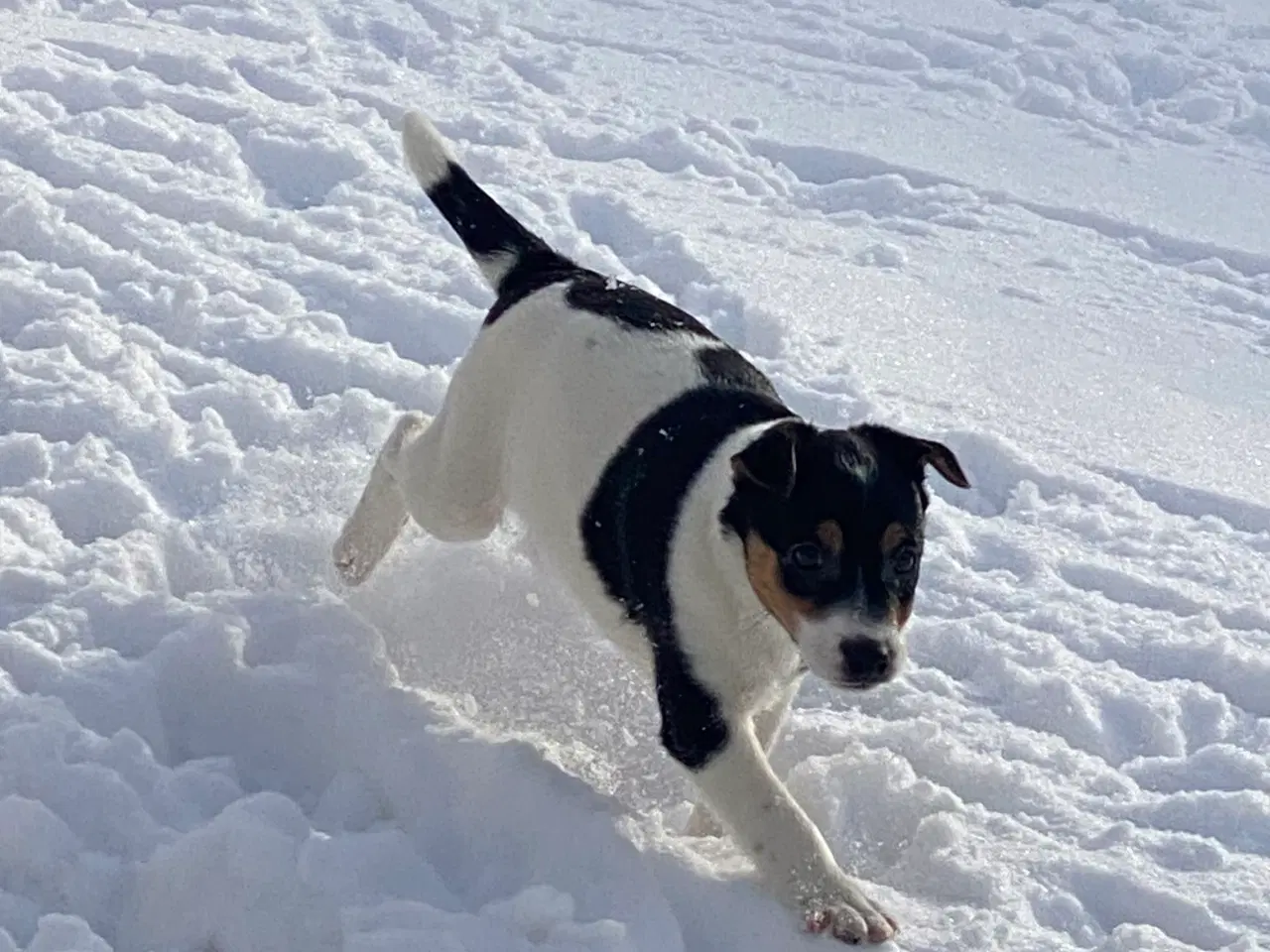 Billede 19 - Dansksvensk gårdhund til salg