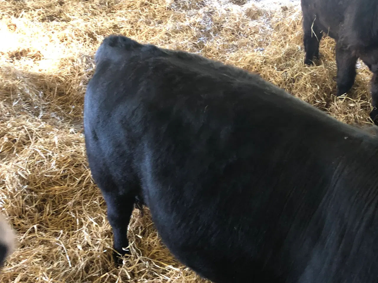 Billede 1 - Homozygotisk pollet Dexter tyr 