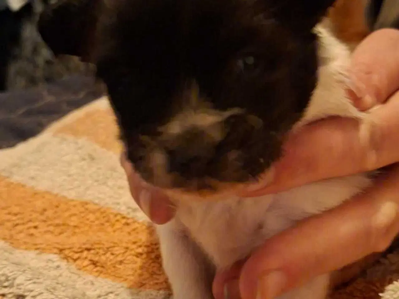 Billede 3 - Pomchi hvalpe