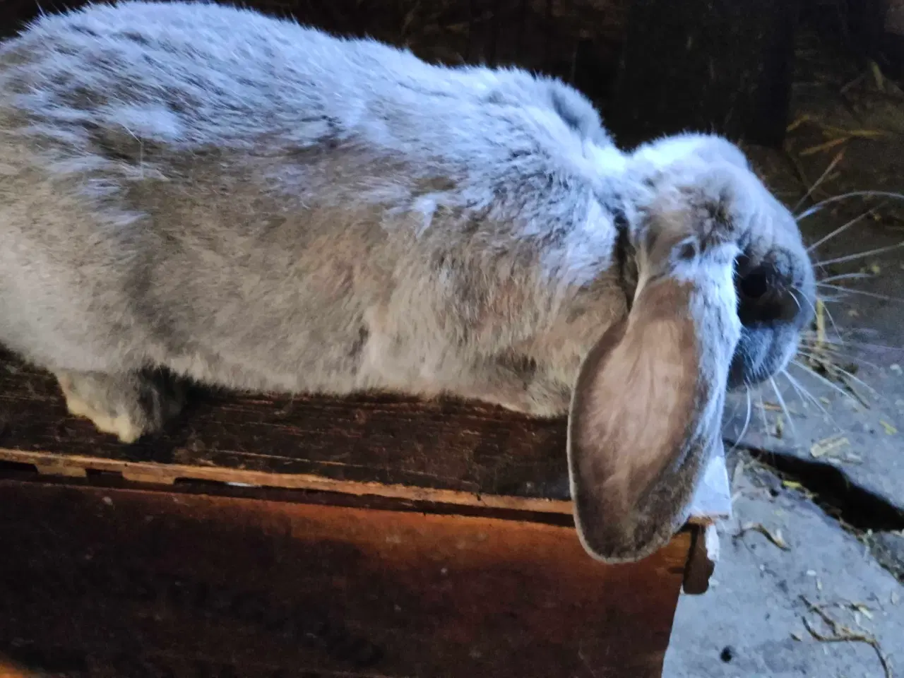 Billede 1 - Fransk vædder