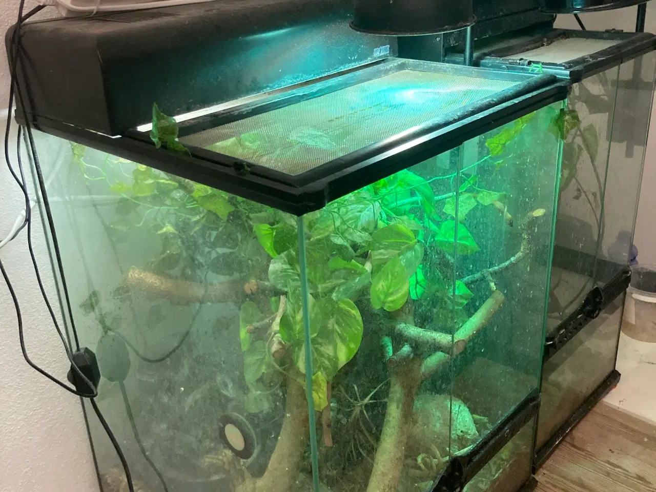 Billede 4 - Grøn Anolepar med udstyr