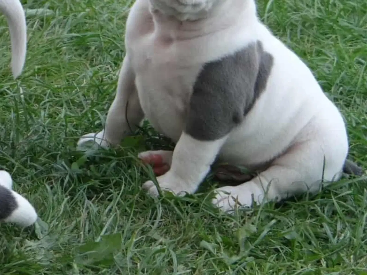 Billede 7 - American bully hvalpe 