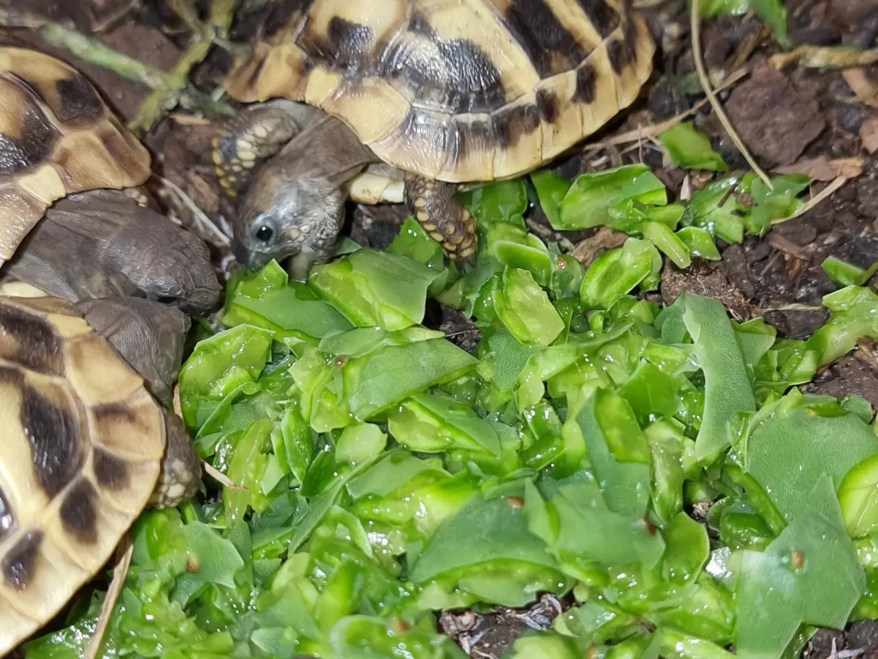 Billede 2 - Græske landskildpadder