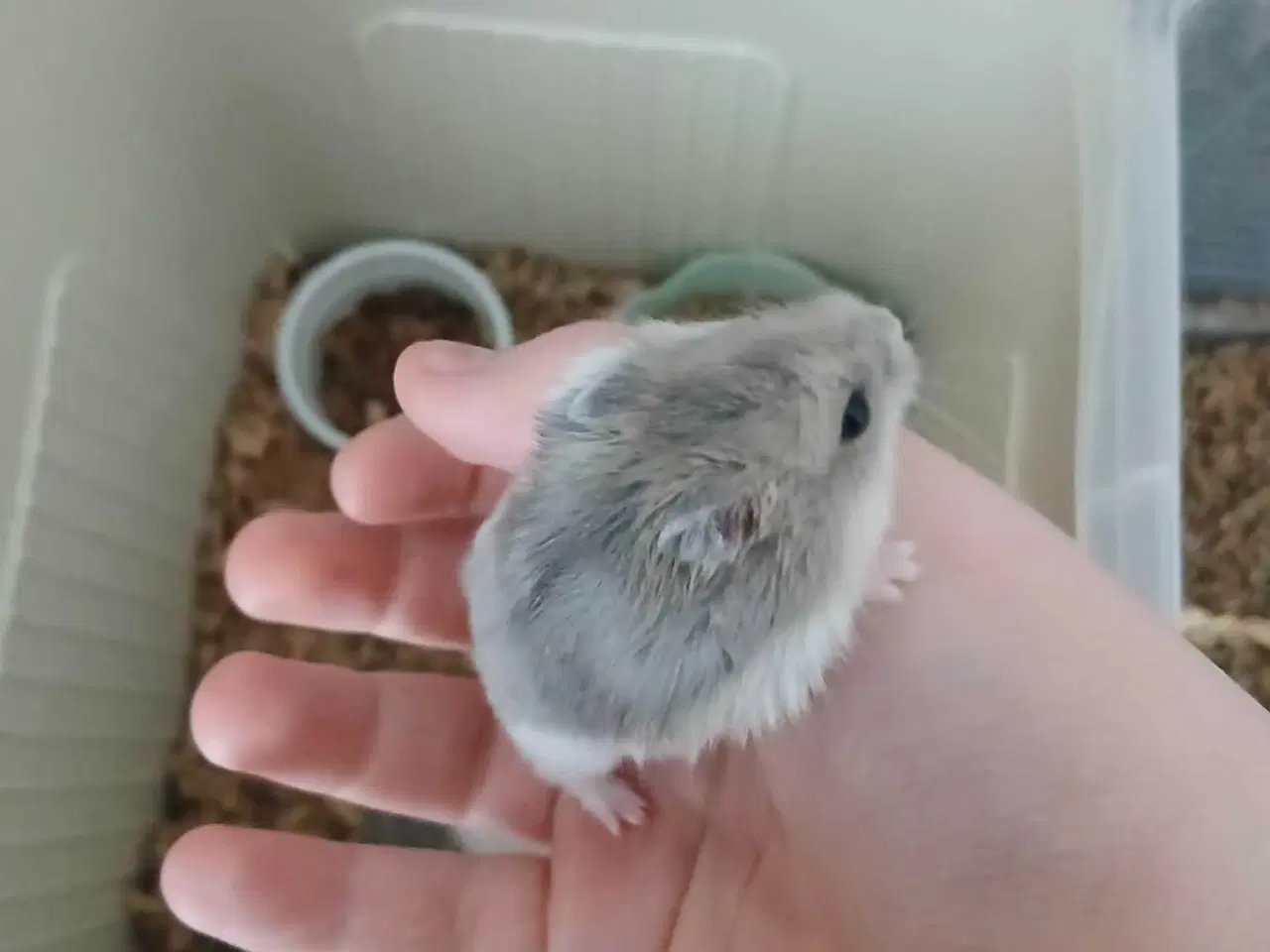 Billede 3 - Dværghamster unger 