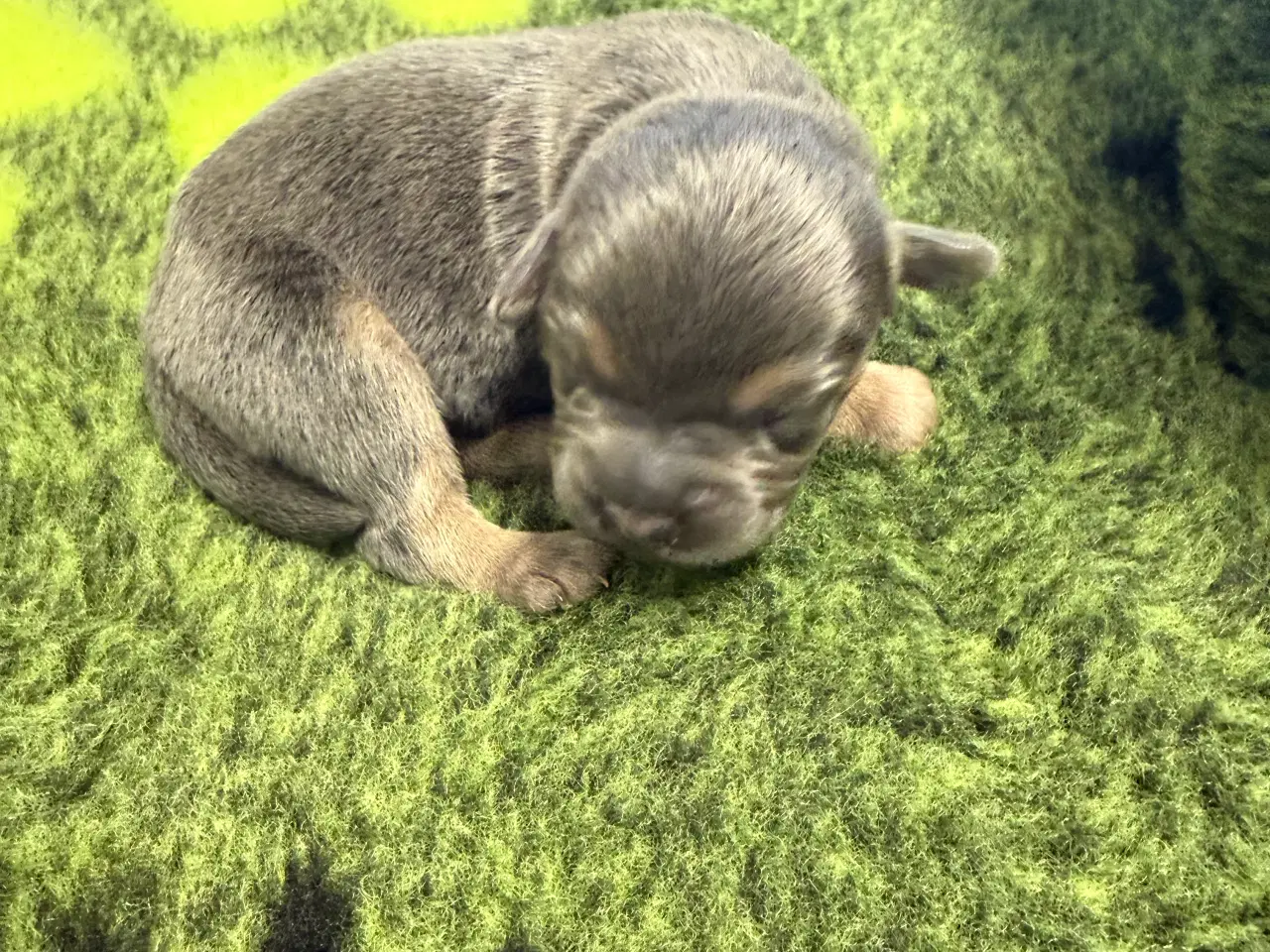 Billede 2 - Froodle - fransk bulldog / puddel