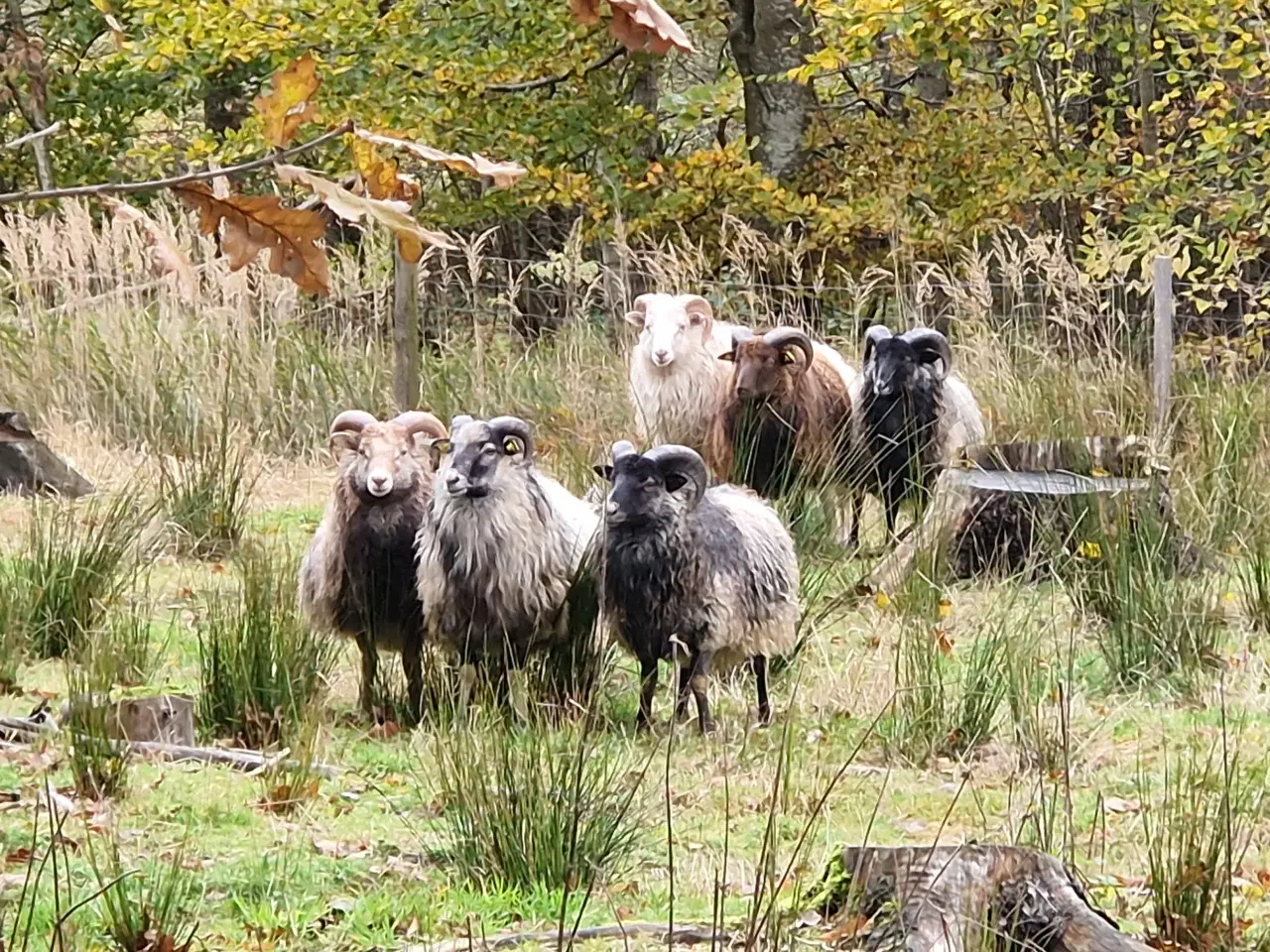 Billede 4 - Islandske får og lam