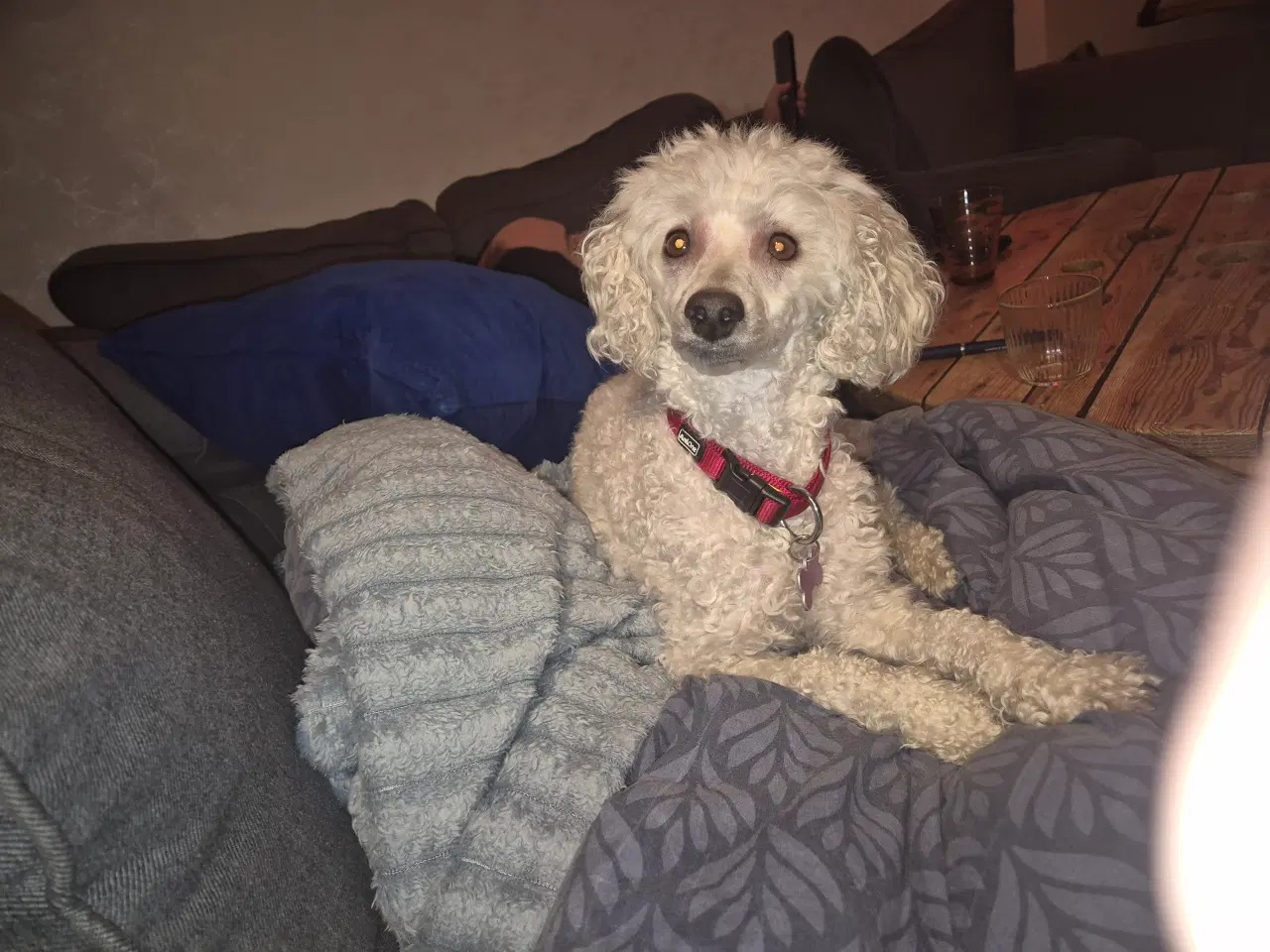 Billede 9 - Puddel hvalp