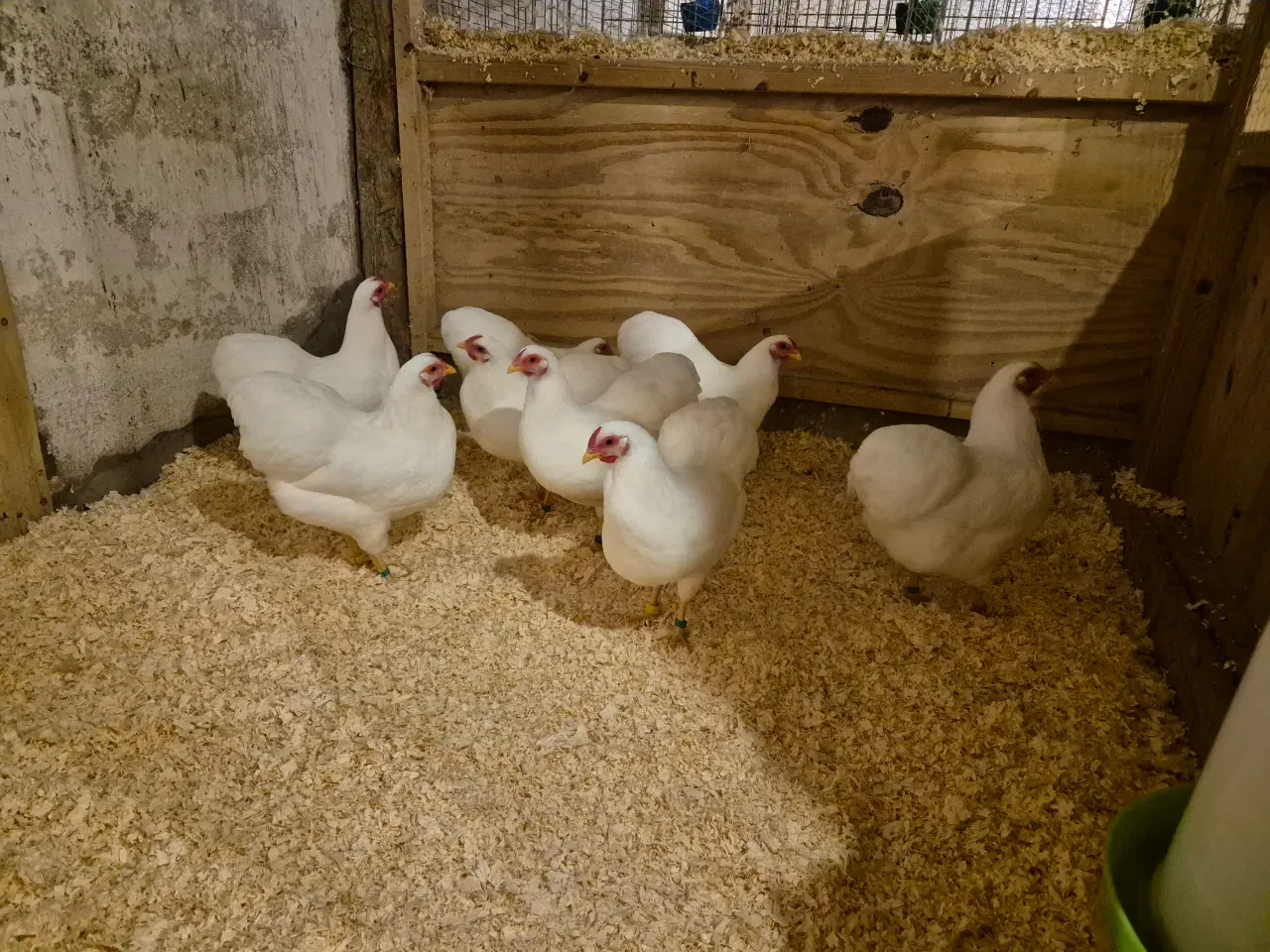 Billede 1 - Hvide dværg Wyandotter