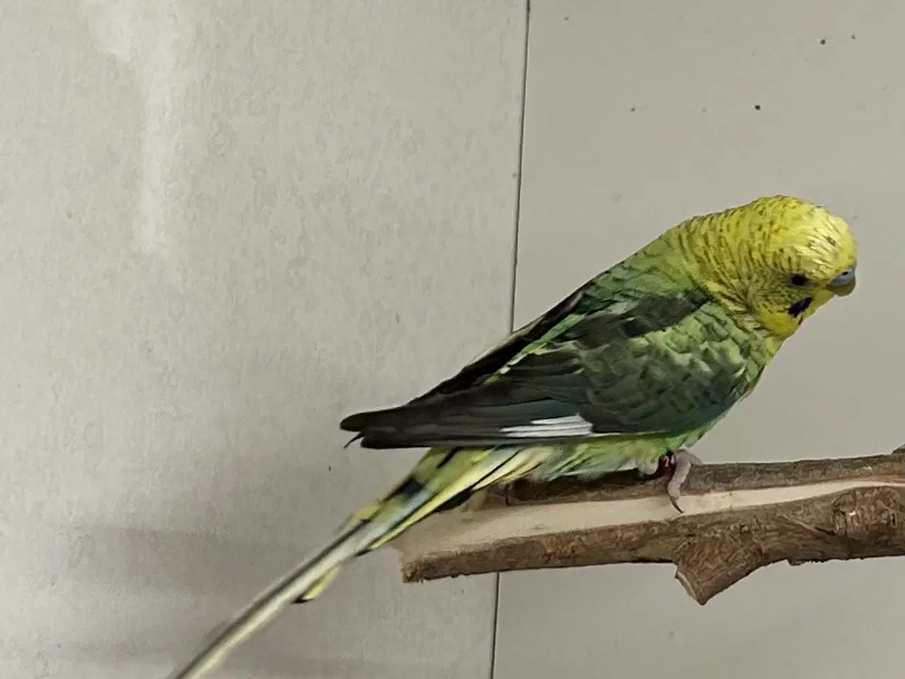 Billede 7 - Blackface og Blackwing 