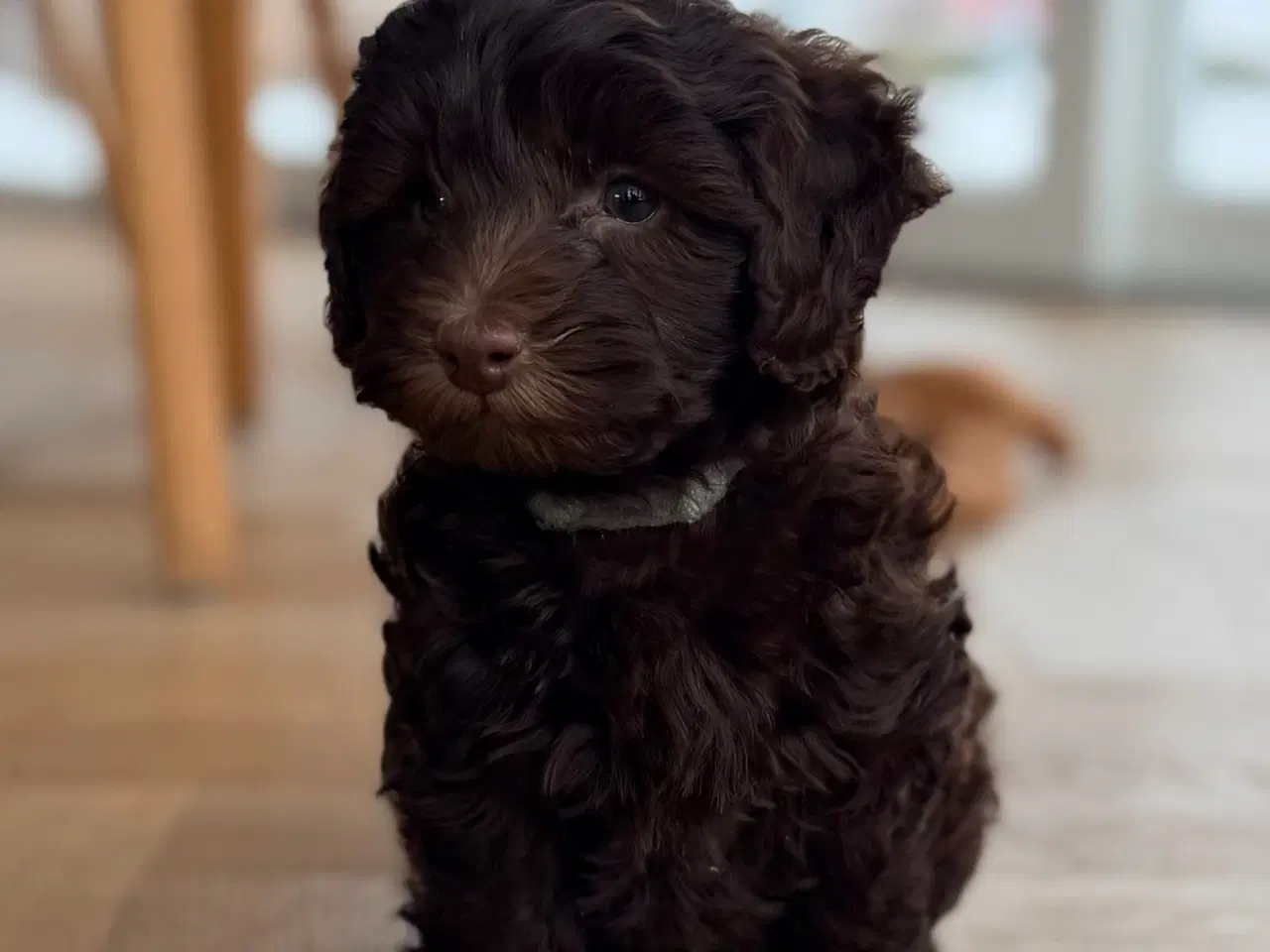 Billede 8 - Chokolade brune Havapoo drenge