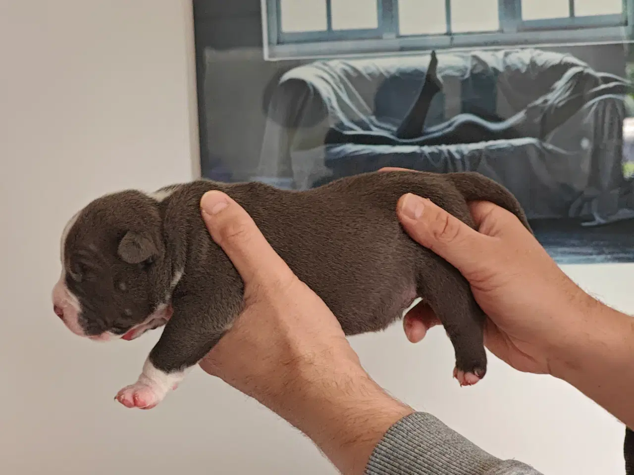 Billede 3 - American Bully hvalpe. 