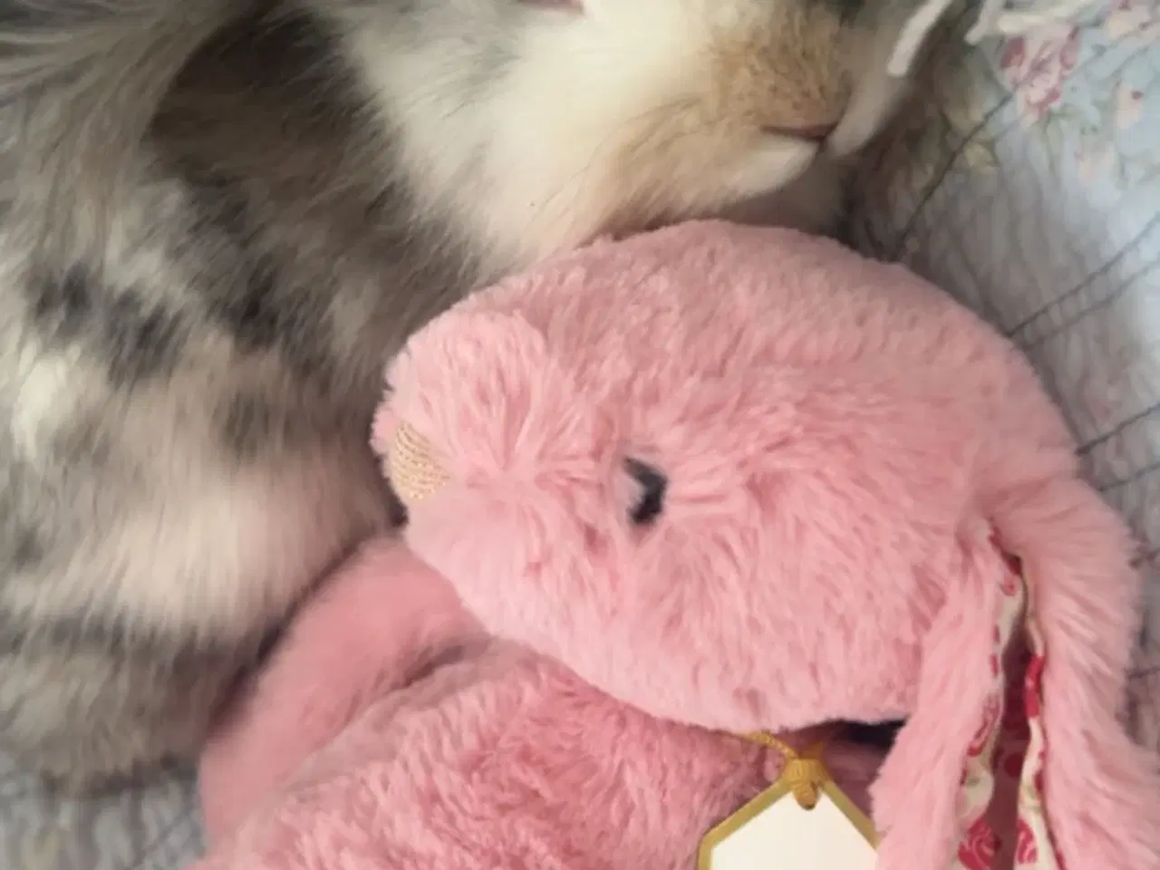 Billede 3 - Løvedhoved/rex hun kanin