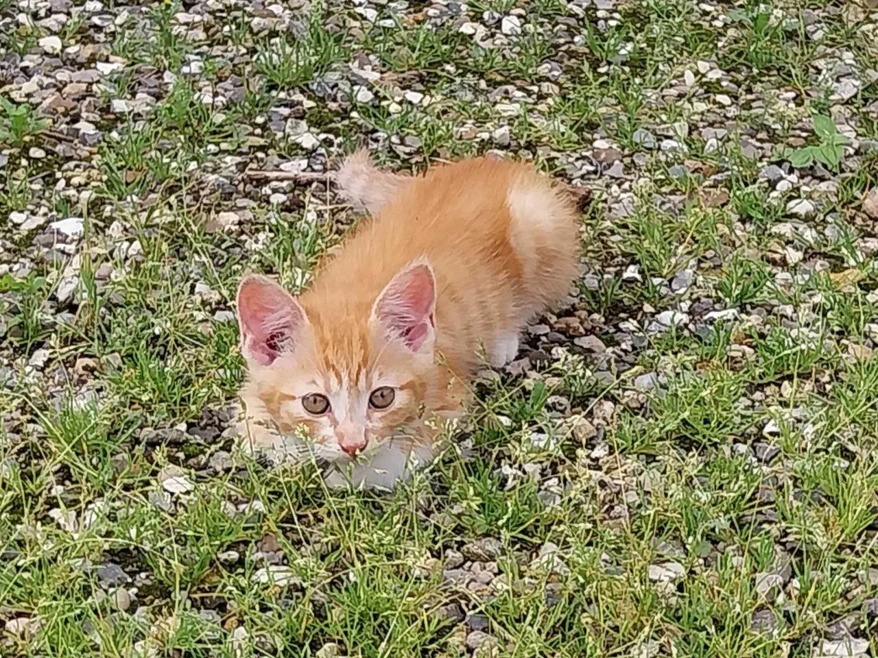 Billede 1 - Katte killinger 