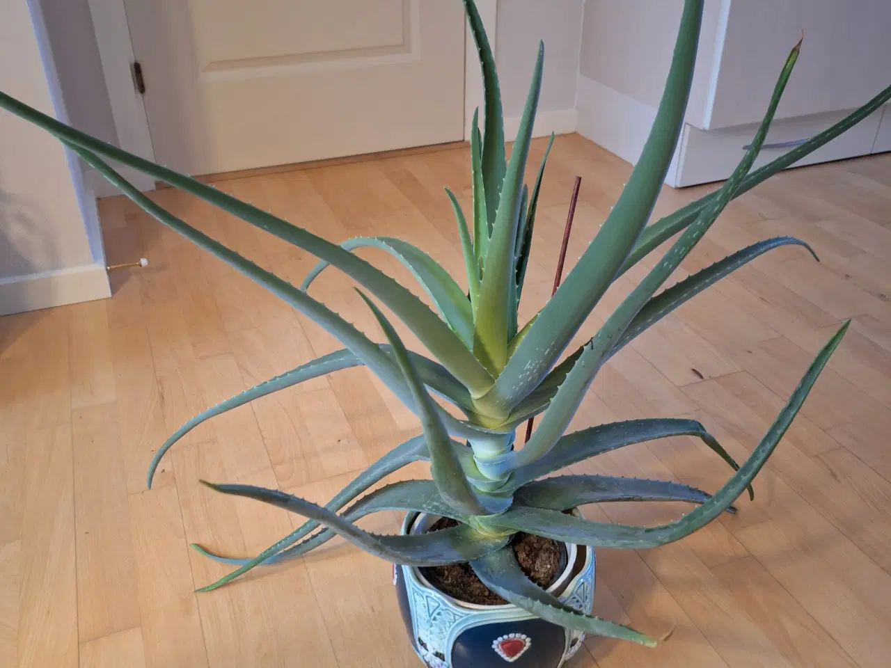 Billede 1 - Plante Aloe vera