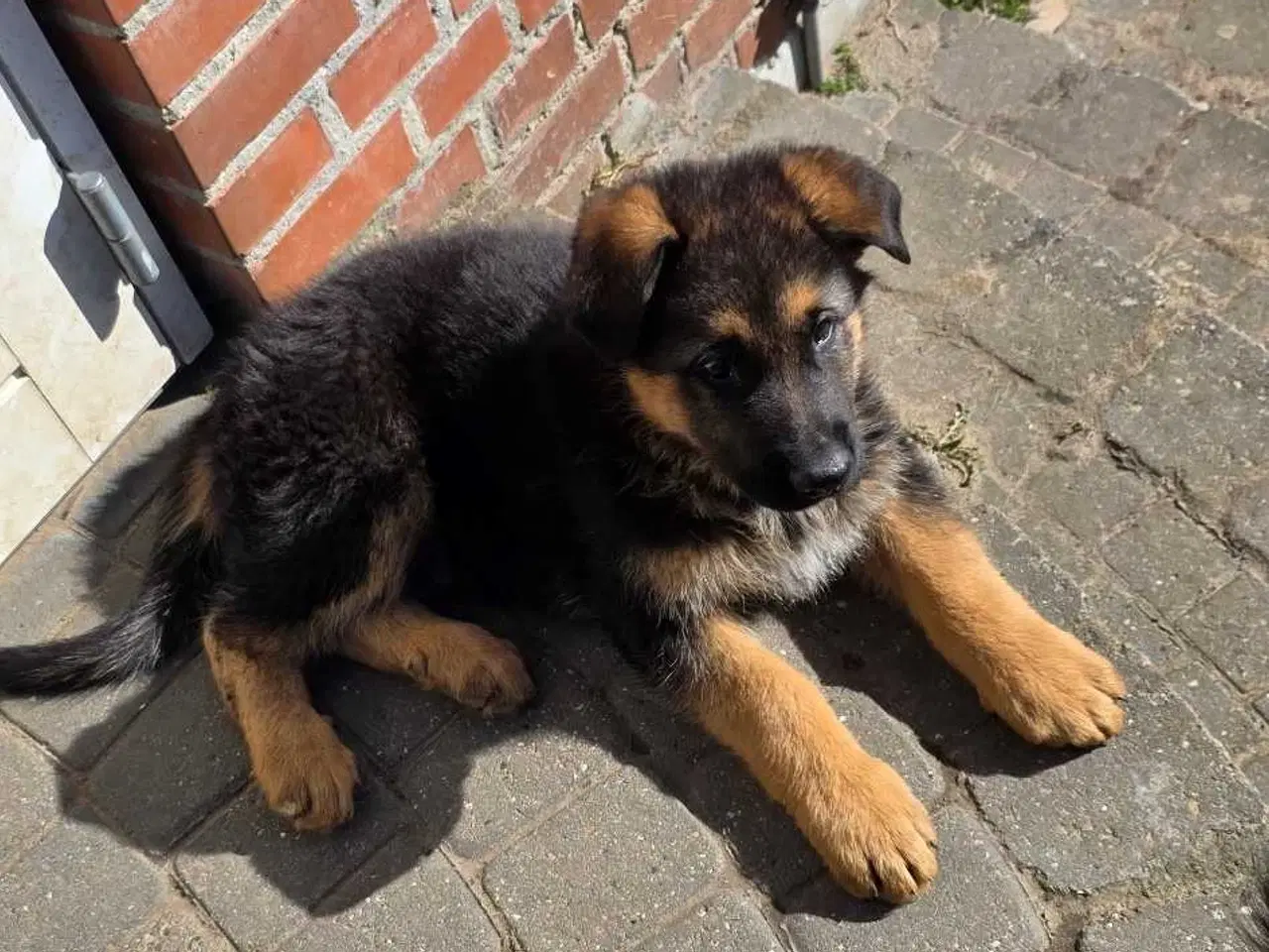 Billede 5 - Schæfer Hvalpe til salg