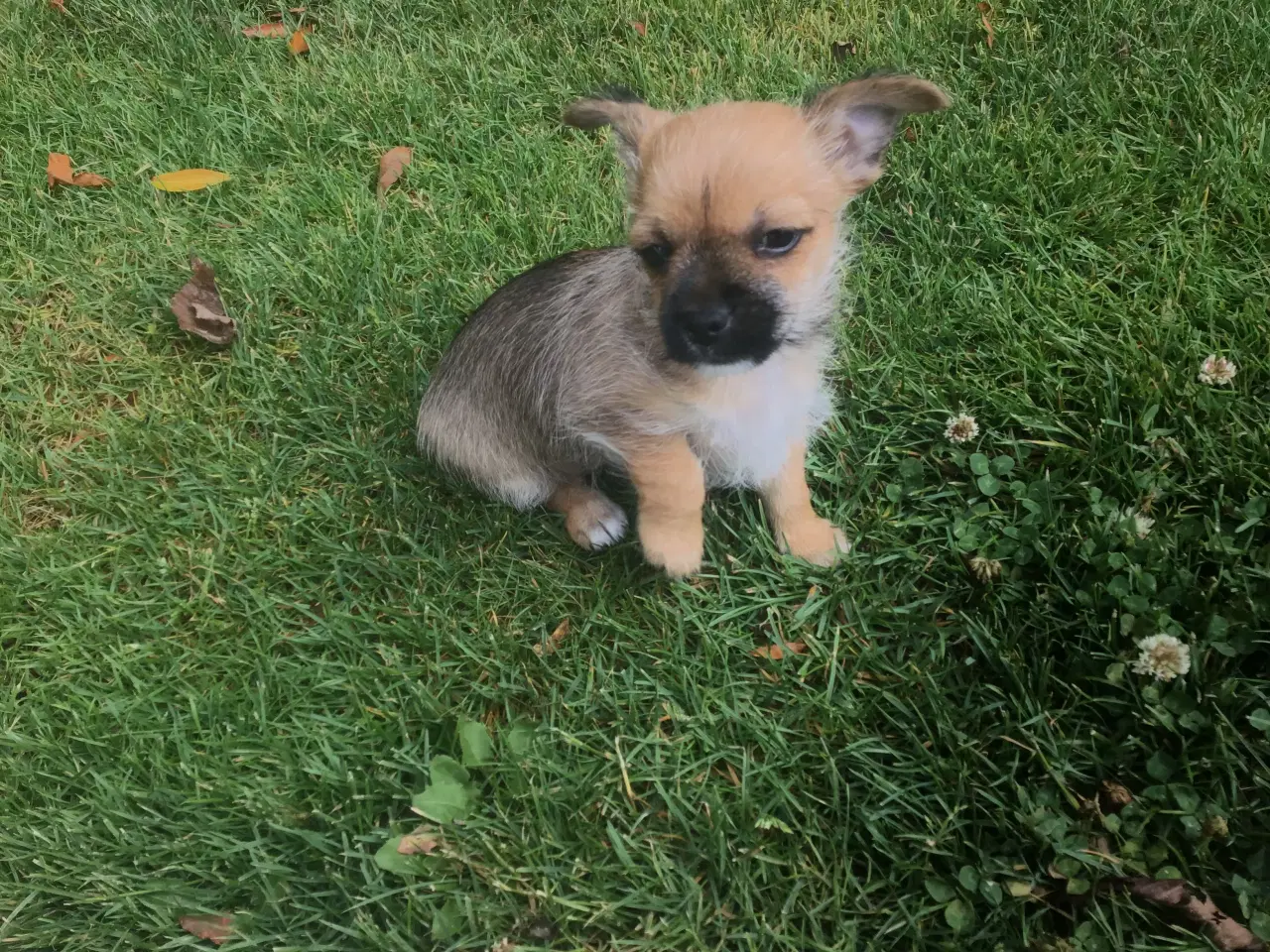 Billede 3 - Chihuahua blanding 