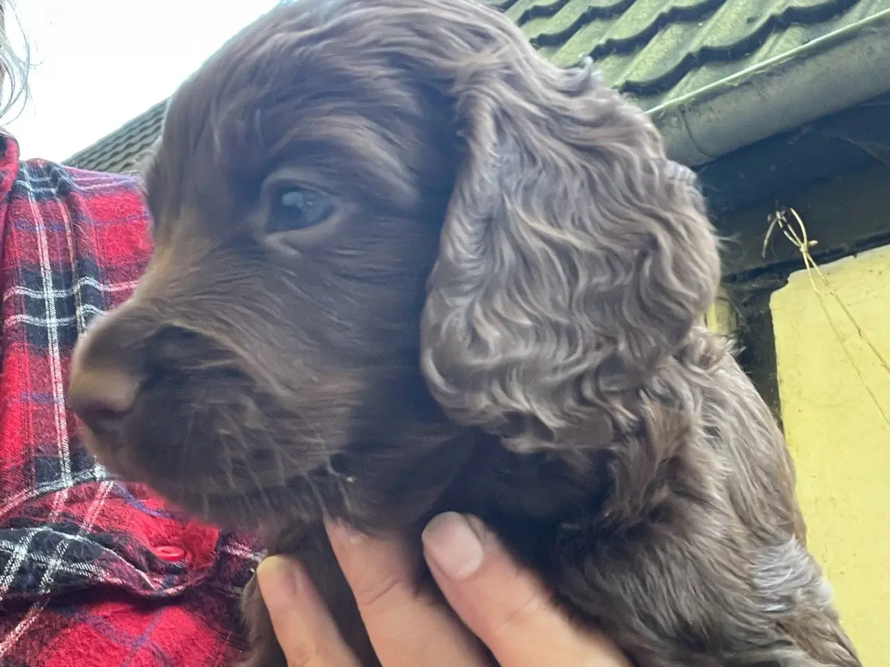 Billede 1 - Cocker spaniel m. Stamtavle