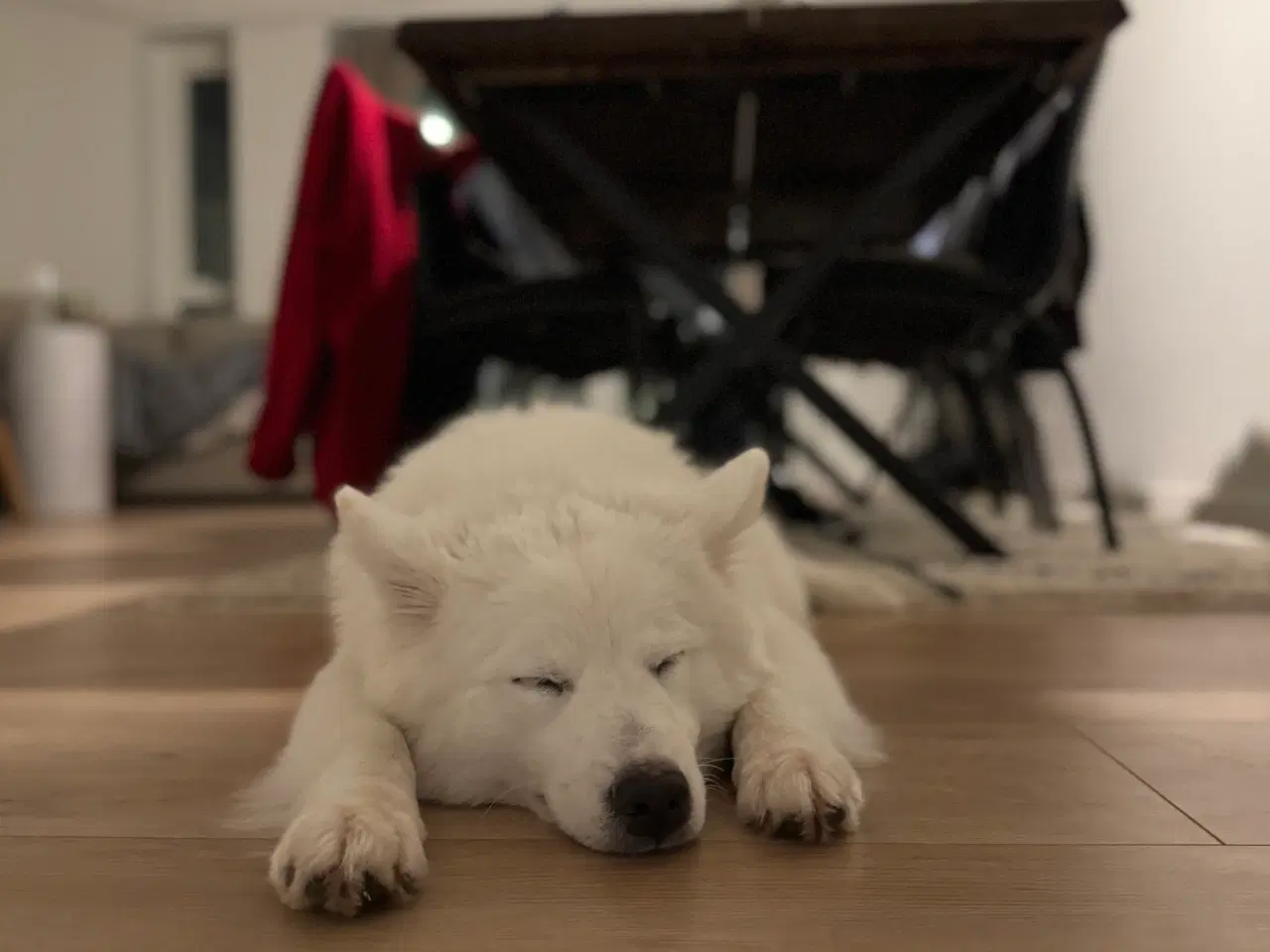 Billede 1 - Skønne, søde Nanna søger nyt hjem