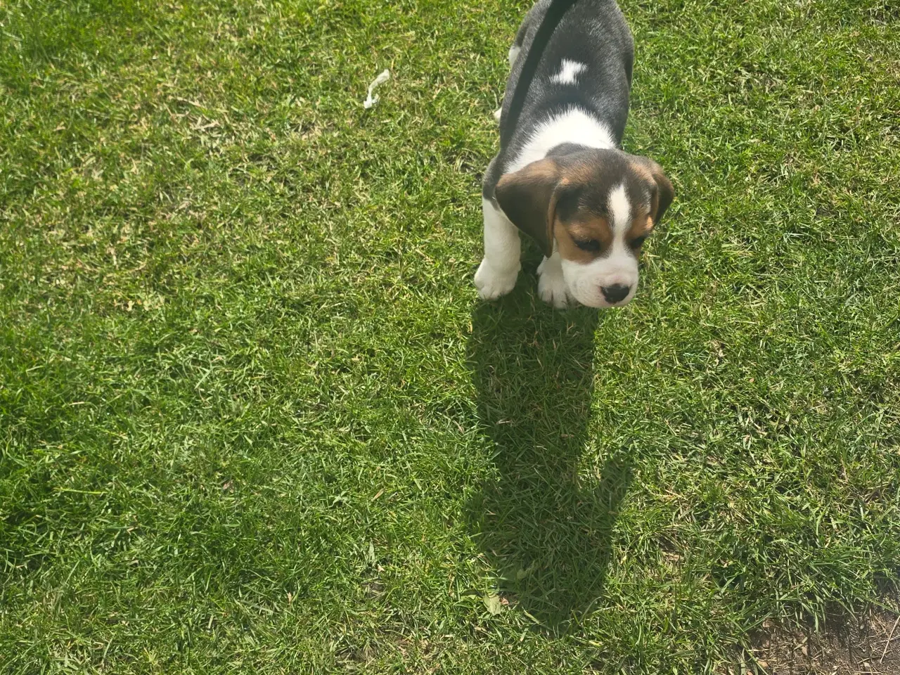 Billede 12 - Beagle tricolor