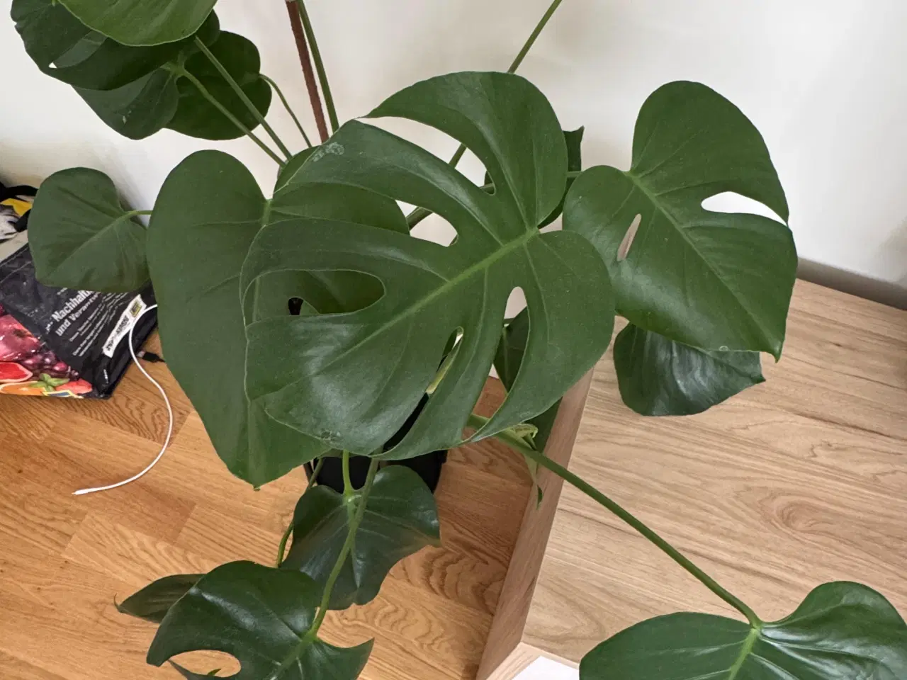 Billede 3 - Monstera Deliciosa