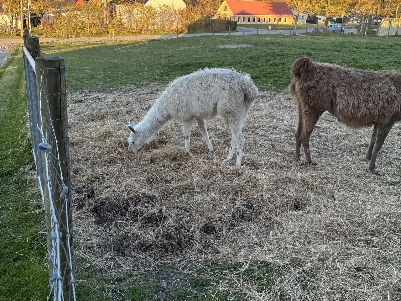Billede 1 - Lama
