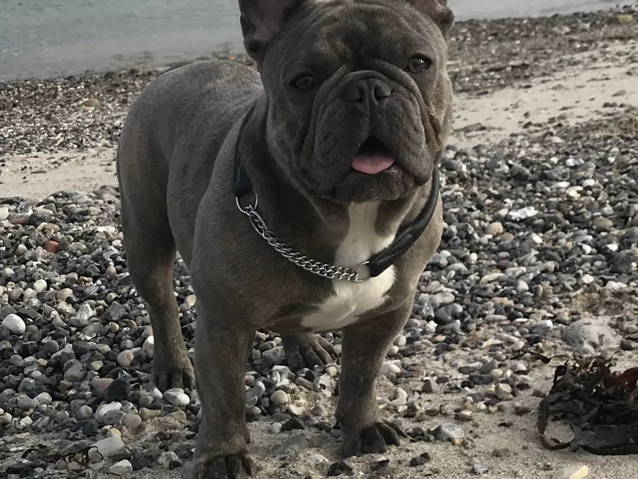 Billede 12 - Fransk bulldog hvalpe fra den 19/5