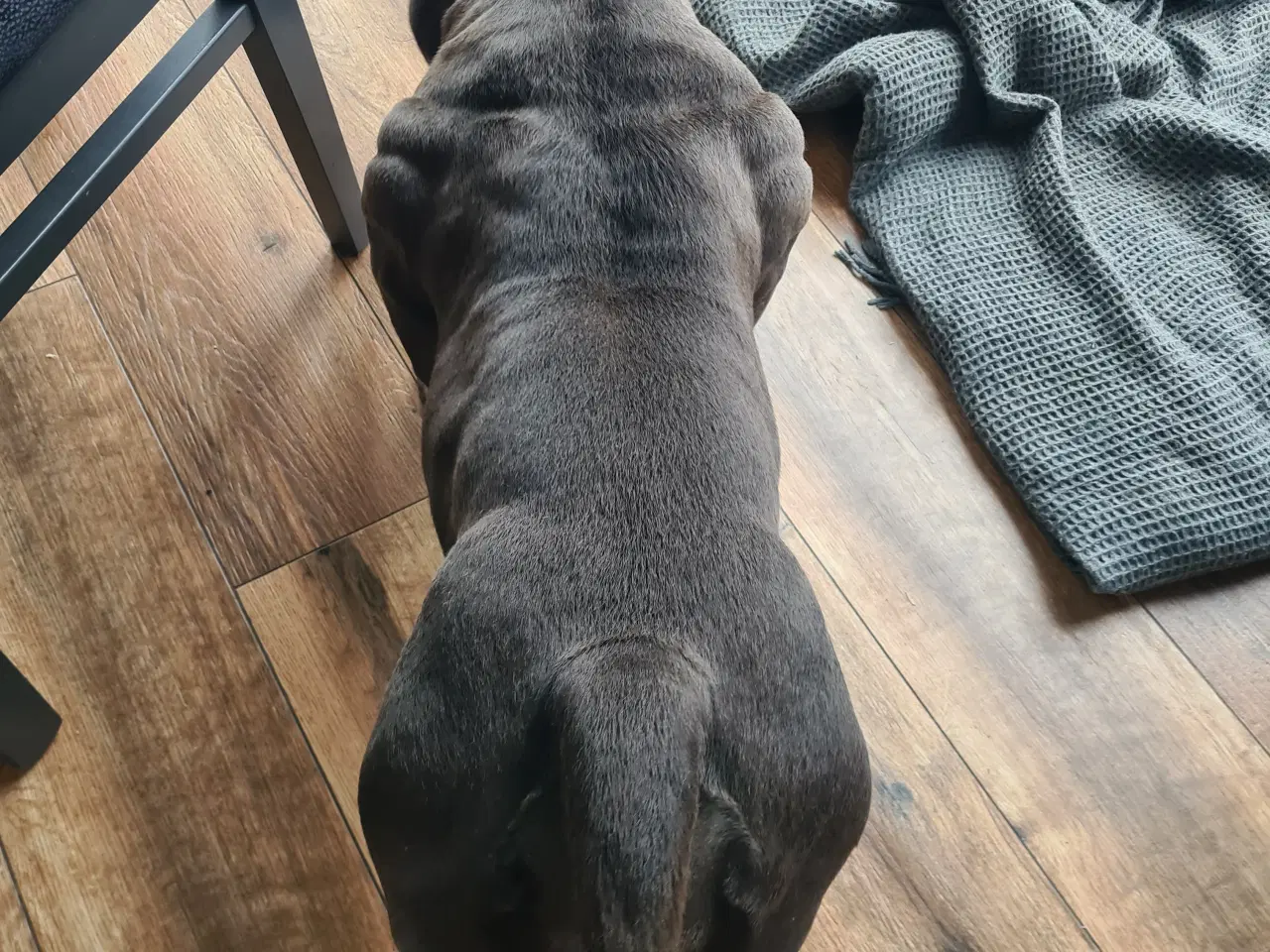 Billede 16 - Hvalpe American Bully Pocket 