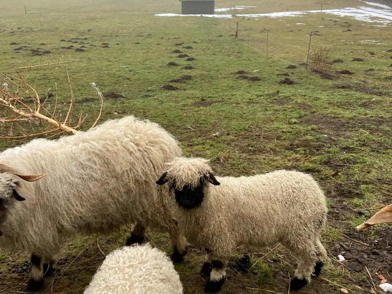 Billede 1 - Valais Blacknose vædderlam med M3 status