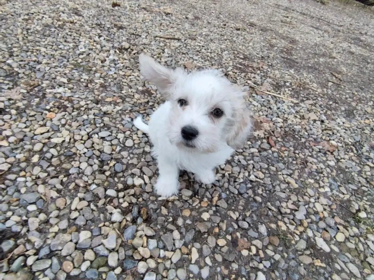 Billede 1 - Akut Strit søger nyt hjem 