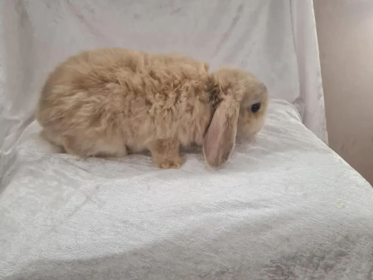 Billede 1 - Mini-lop kaninunger